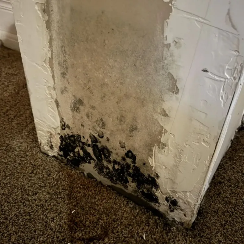 Professional Mold Removal in Lake Catherine, IL